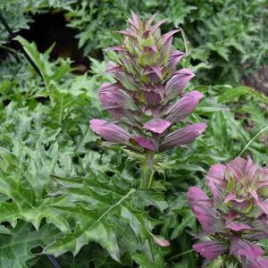 Acanthus spinosus L. ---